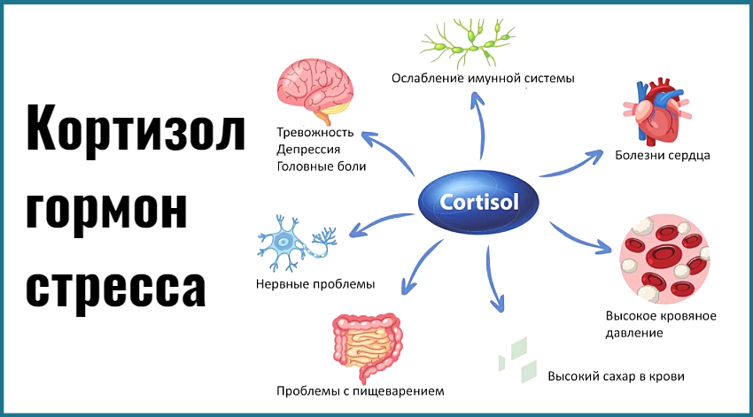 Кортизол - гормон стресса